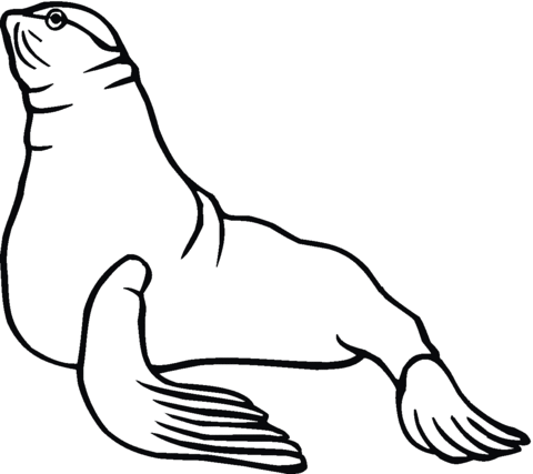 Sea Lion 6 Coloring Page